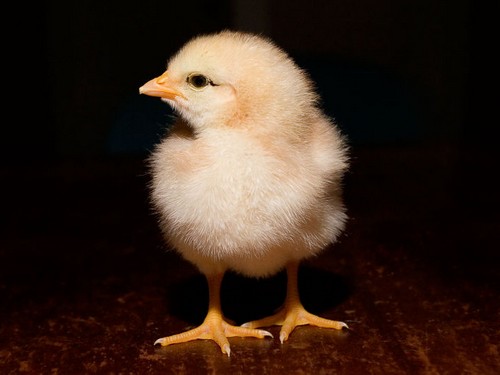 עולם האווז- מהביצה לאפרוח